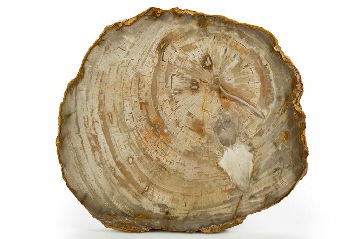 Beautiful Petrified Wood (Araucaria) Round - Madagascar #325561